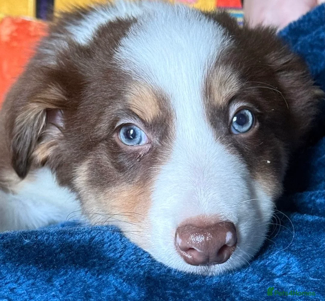 Border Collie dogs for sale: Red, White & Gold Border Collie Pups - Advert 12