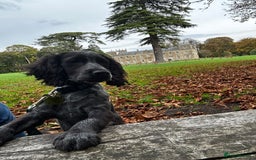 Cocker Spaniel dogs for sale: Cocker spaniel for rehoming  - Advert 2