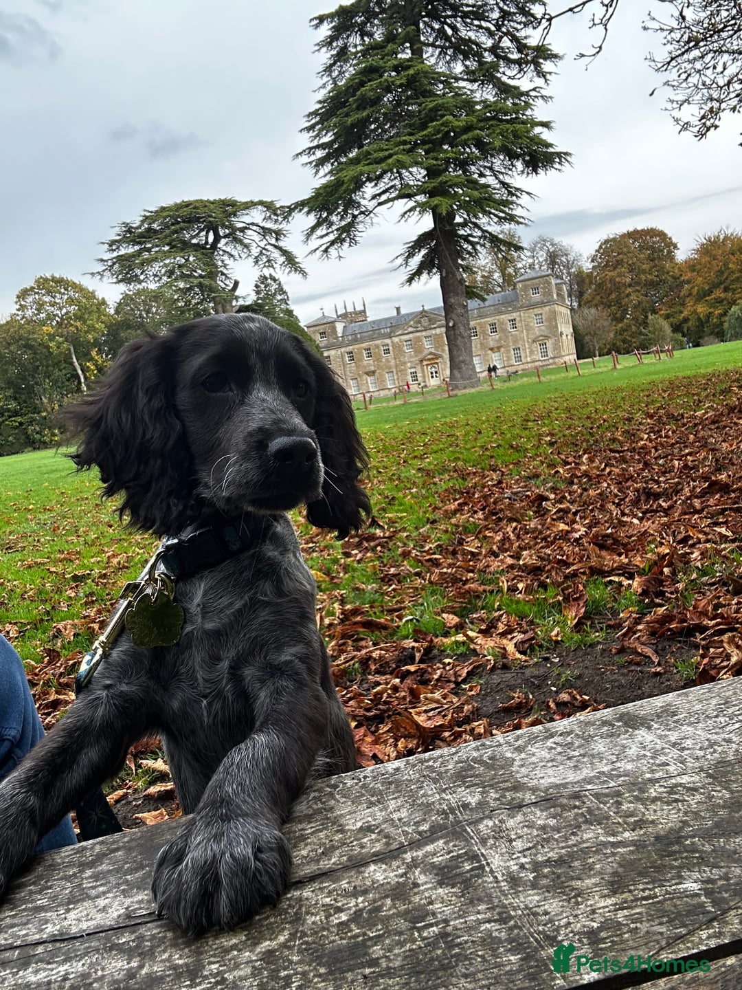 Cocker Spaniel dogs for sale: Cocker spaniel for rehoming  - Advert 2