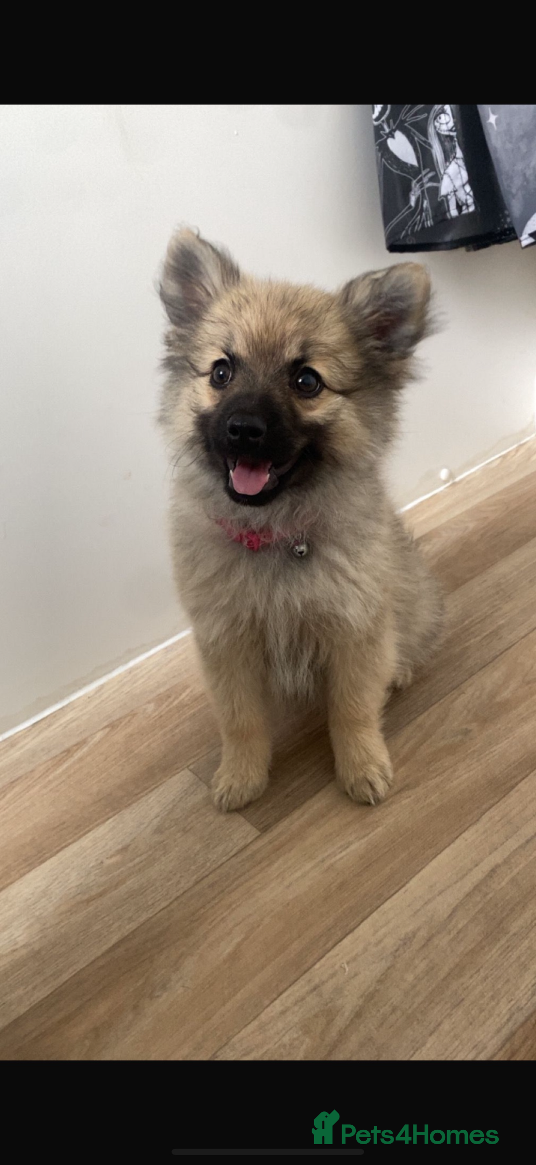 German Spitz dogs for sale: Girl pup for sale  - Image 4