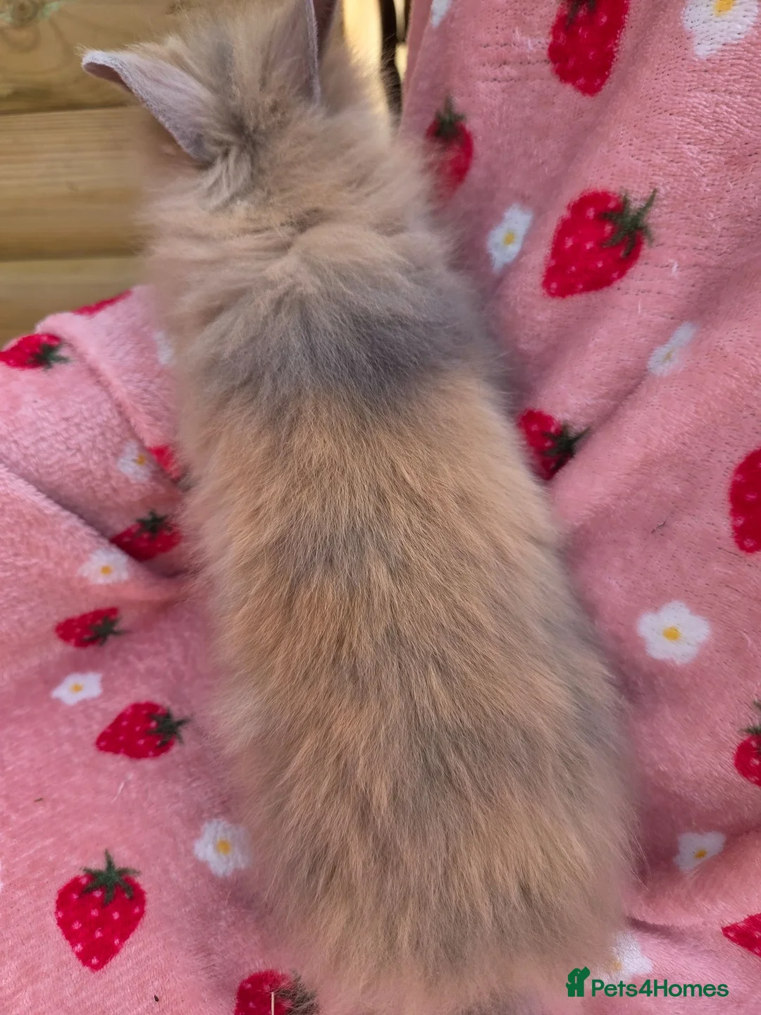 Lionhead rabbits for sale: Fluffy Teddy lion head x Angora ☆10weeks ready now in Manchester - Advert 10