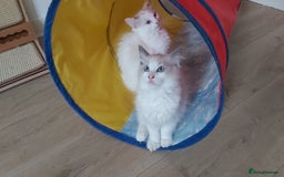 Ragdoll cats for sale: RAGDOLLS BOYS BICOLOUR VACCINATED MICROCHIPED  - Image 6