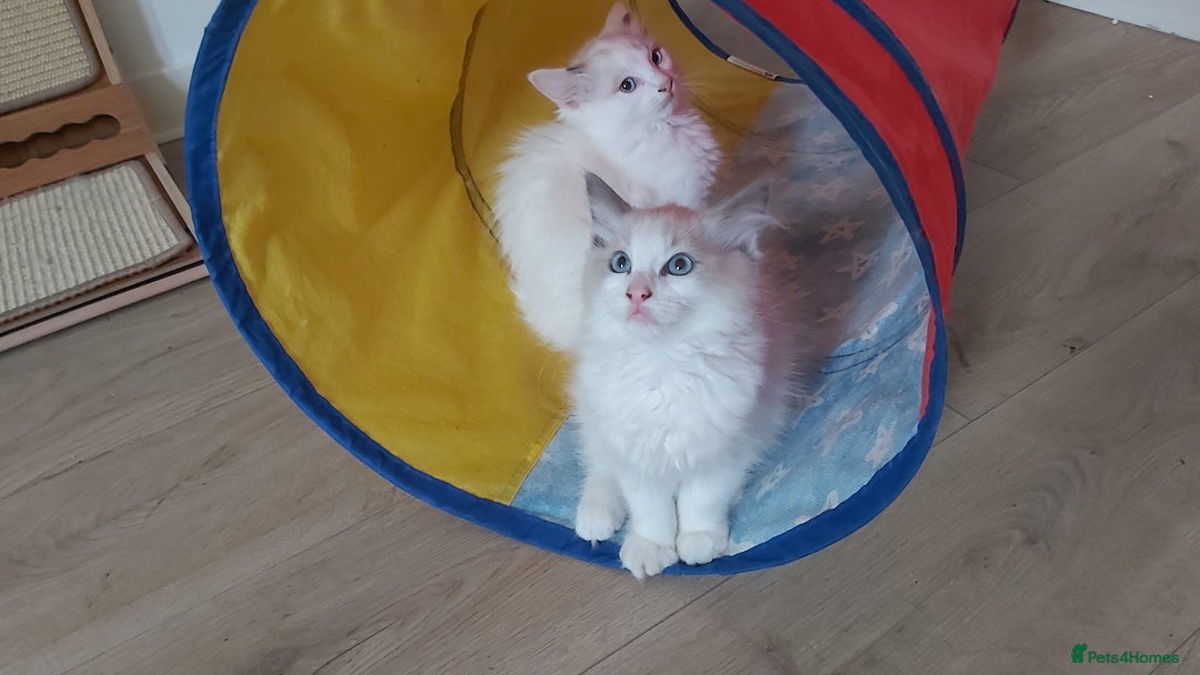Ragdoll cats for sale: RAGDOLLS BOYS BICOLOUR VACCINATED MICROCHIPED  - Image 6