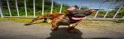 Belgian Shepherd Dog dogs for sale: Herder puppies x (working lines) - Advert 6