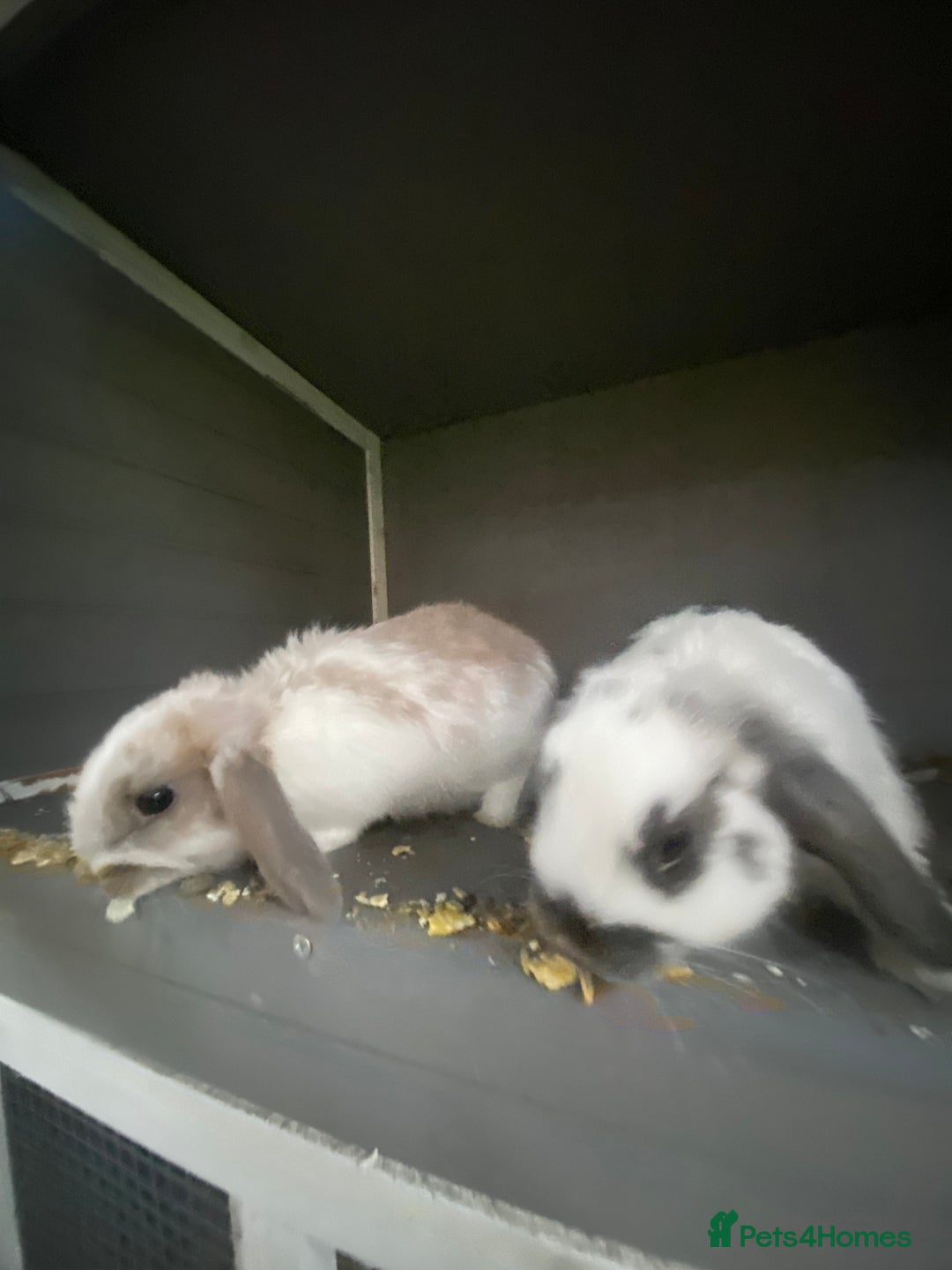 English Spot rabbits for sale: 🐰LAST BOYS🐰must go❗️gorgeous lop x English spot - Advert 2