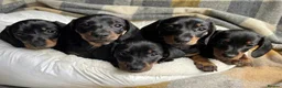 Miniature Dachshund dogs for sale: Minature Dachshund Puppy in Billingham - Advert 1