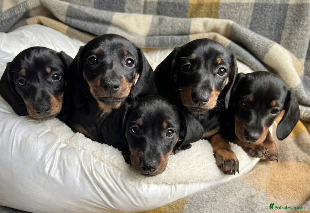 Miniature Dachshund dogs for sale: Minature Dachshund Puppy in Billingham - Advert 1