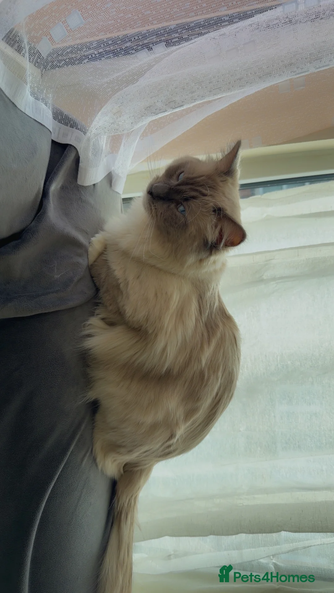 Ragdoll cats for sale: Beautiful 1-Year-Old Male Ragdoll Cat - Advert 7