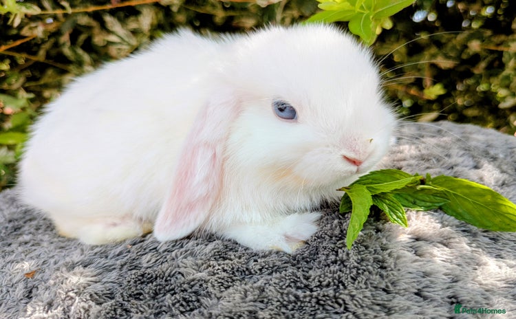 Mini Lop rabbits - Advert 7
