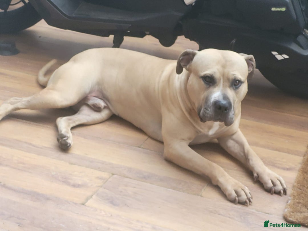 Mixed Breed dogs for sale: Knoxy needs a new home  - Advert 2