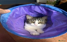 Domestic Shorthair cats for adoption: Sam & Olly, super cuddly brothers  - Image 3