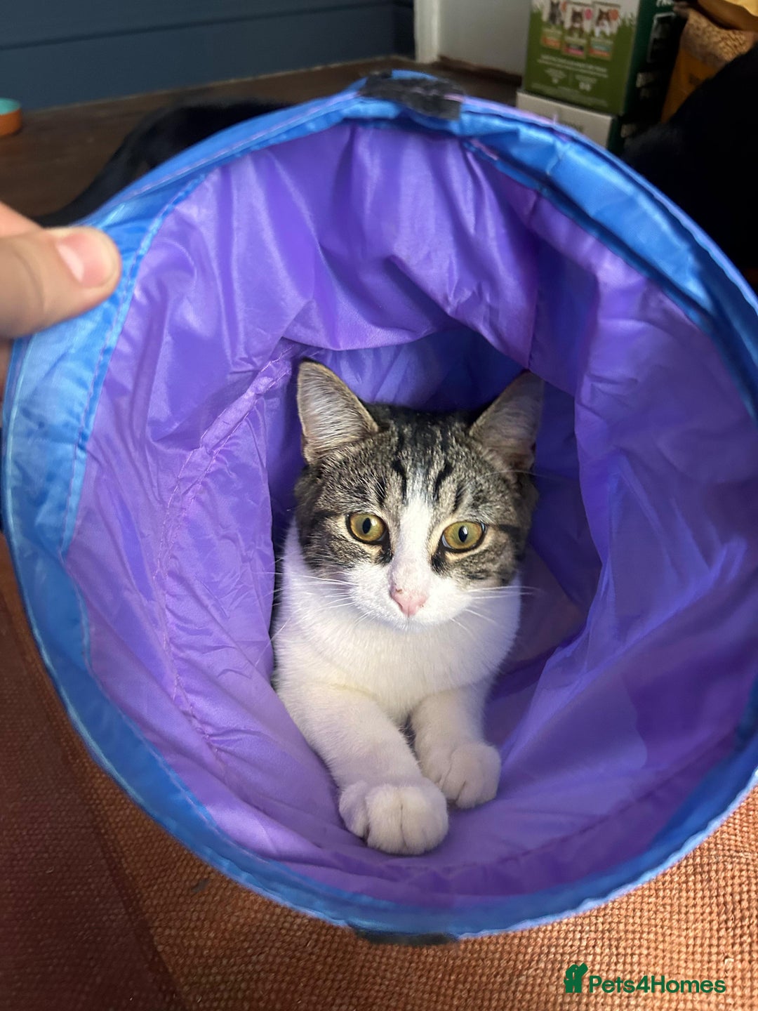 Domestic Shorthair cats for adoption: Sam & Olly, super cuddly brothers  - Image 3