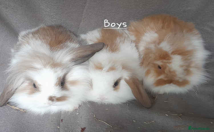 Rex rabbits in Blackwood - Advert 5