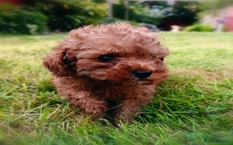 Toy Poodle dogs for sale: Toy Poodles from k.c.registered DNA tested parents - Image 16