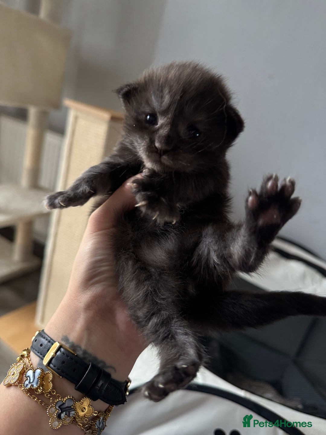 Maine Coon cats for sale: Russian XL maine coons looking HOME!❤️❤️❤️ - Image 6