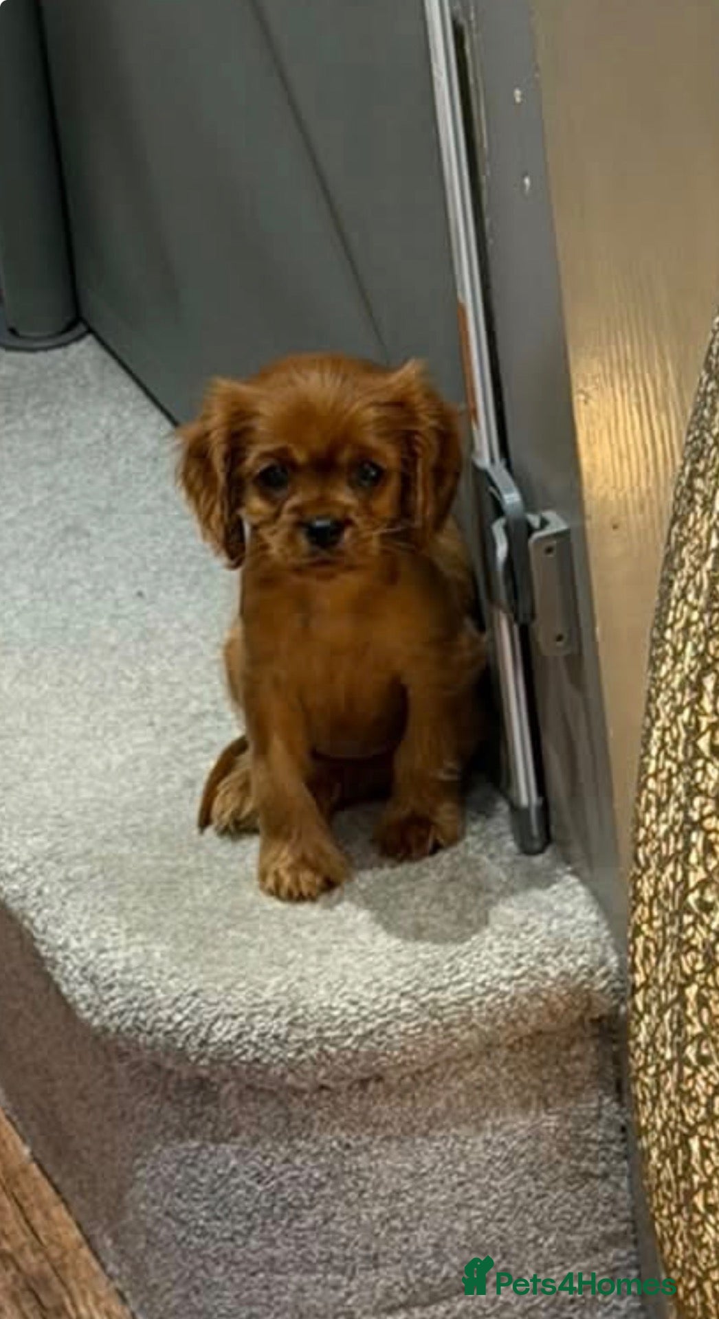 Cavalier King Charles Spaniel dogs Beautiful cavalier King Charles puppies 🩷💙 - Advert 1