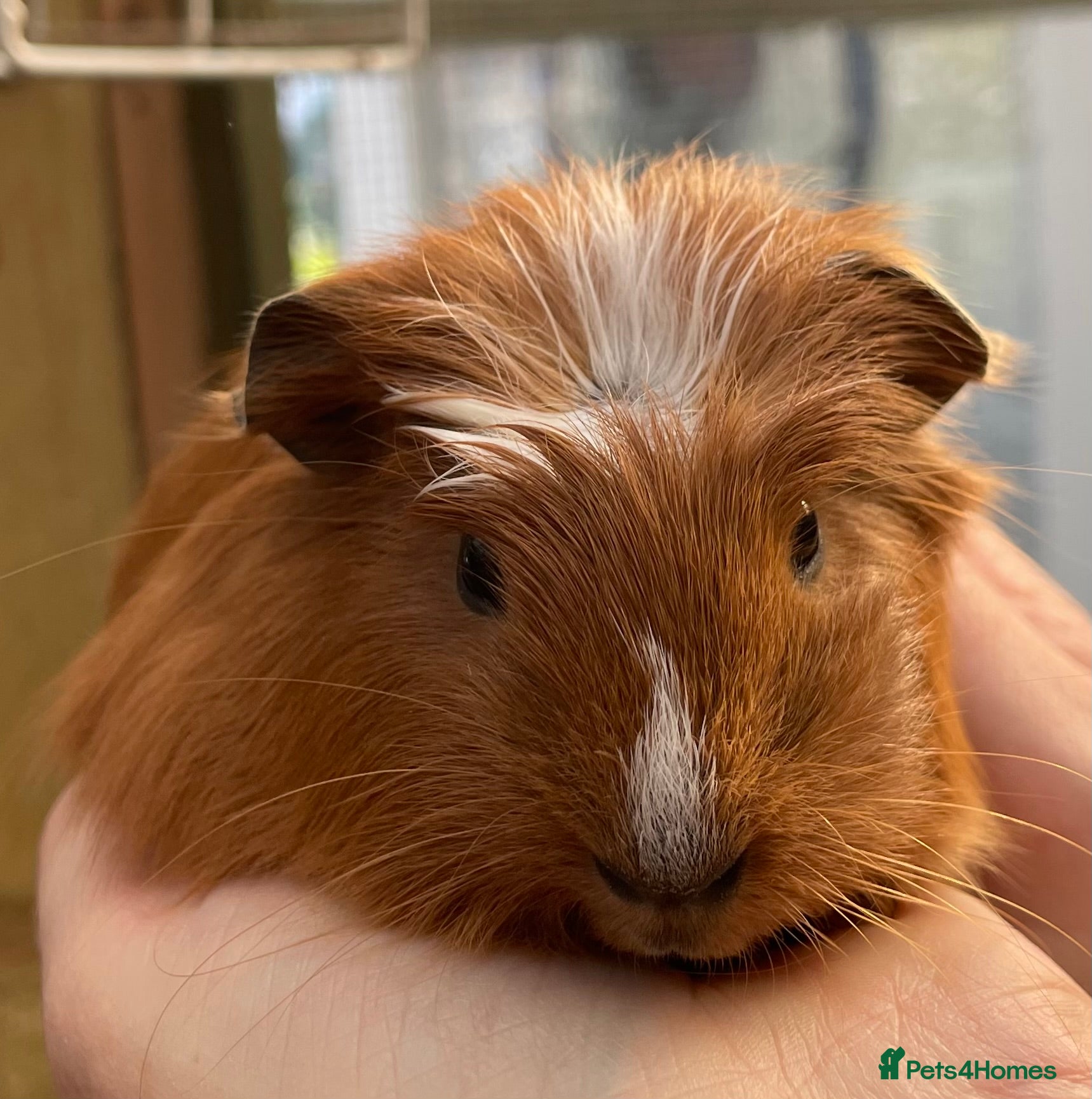 Guinea Pig rodents Baby sow/girl guinea pigs babies - Advert 17