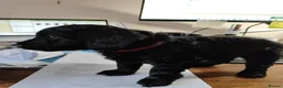 Cockapoo dogs for sale: Cockapoo Puppies, F2, Midlothian - Advert 8