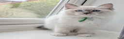 Ragdoll cats for sale: TICA registered Ragdoll kittens  in Bracknell - Advert 18