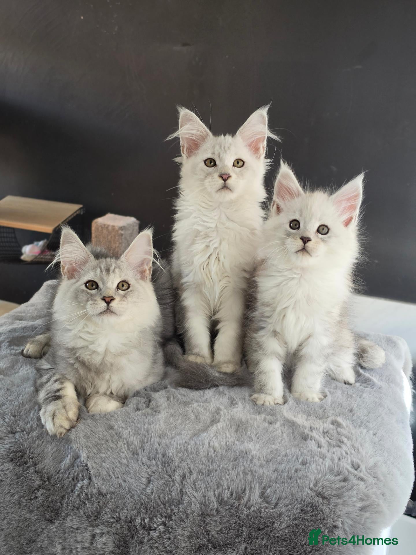 Maine Coon cats Polydactyls and no poly babies  - Advert 1