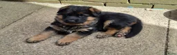 German Shepherd dogs for sale: Beautiful German shepherd puppies 1 left - Advert 17