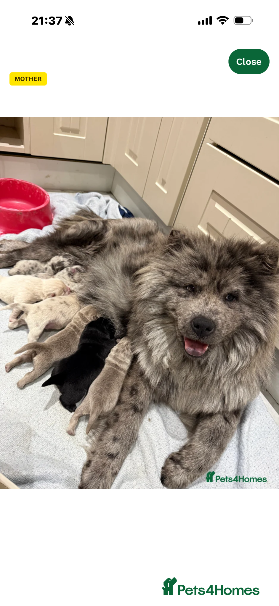 Chow Chow dogs Chow chow  - Advert 6