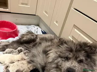 Chow Chow dogs Chow chow - Advert 6