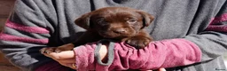 Labrador Retriever dogs for sale: Chocolate Labrador puppies Kc reg health tested - Advert 19