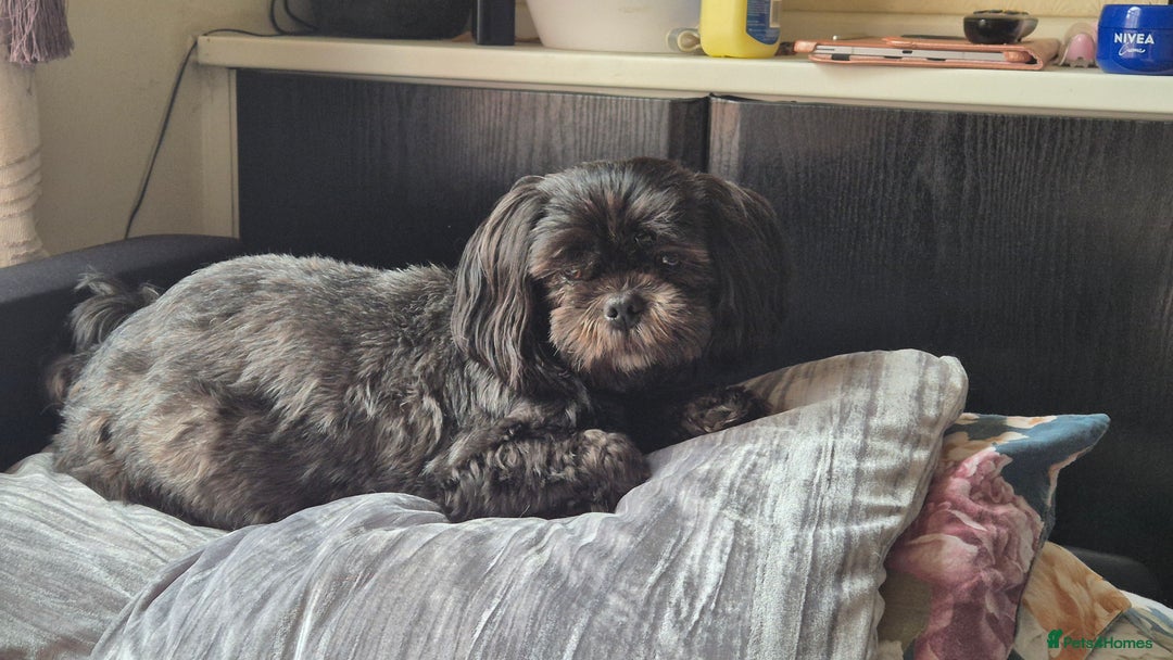 Shih Tzu dogs for sale: Shih Tzu Babies - Advert 1