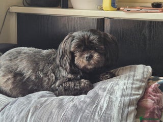 Shih Tzu dogs Shih Tzu Babies - Advert 18