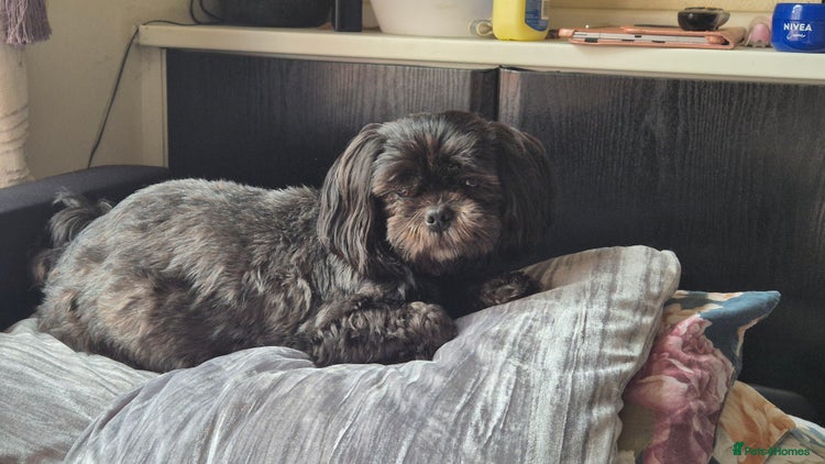 Shih Tzu dogs Shih Tzu Babies - Advert 1