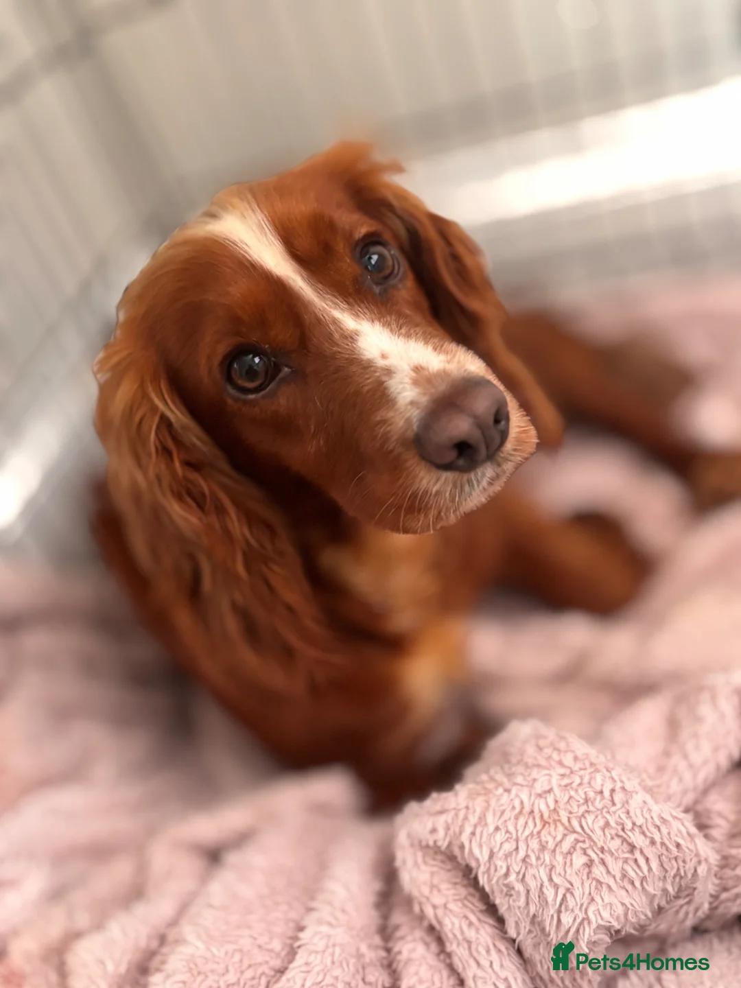Cocker Spaniel dogs for sale: Cocker spaniel puppies  - Advert 9