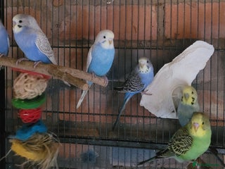 Budgerigars birds - Advert 24