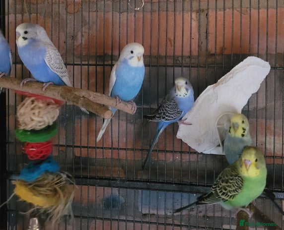Budgerigars birds - Advert 2