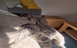 Mixed Breed cats for adoption: Hiyori & Ollie - beautiful pair - Image 7