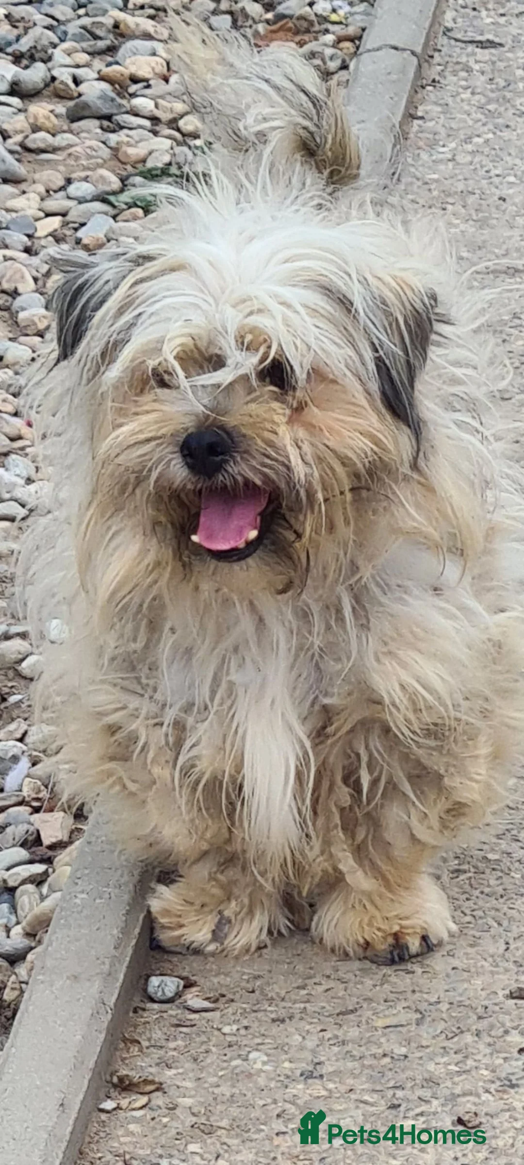 Mixed Breed dogs for adoption: Casper 5kg male in Hull - Advert 1