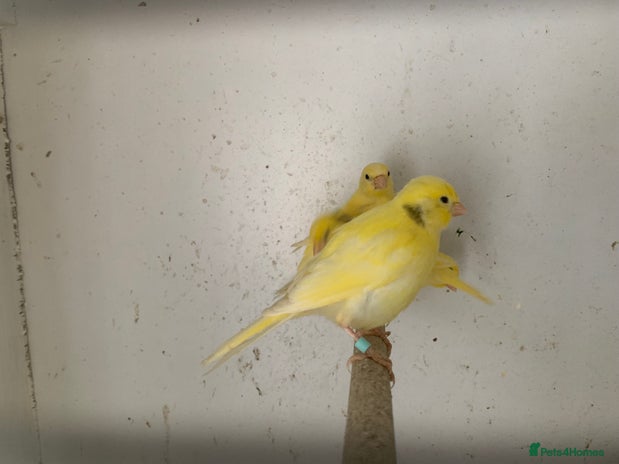 Canaries birds - Advert 13