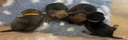 Jack Russell dogs for sale: Much wenlock boys in Worcester - Advert 5