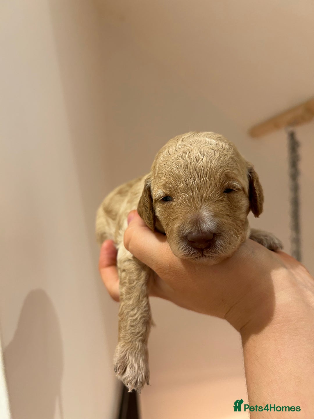 Cavapoo dogs for sale: Cavapoo Puppies for Sale - Image 22