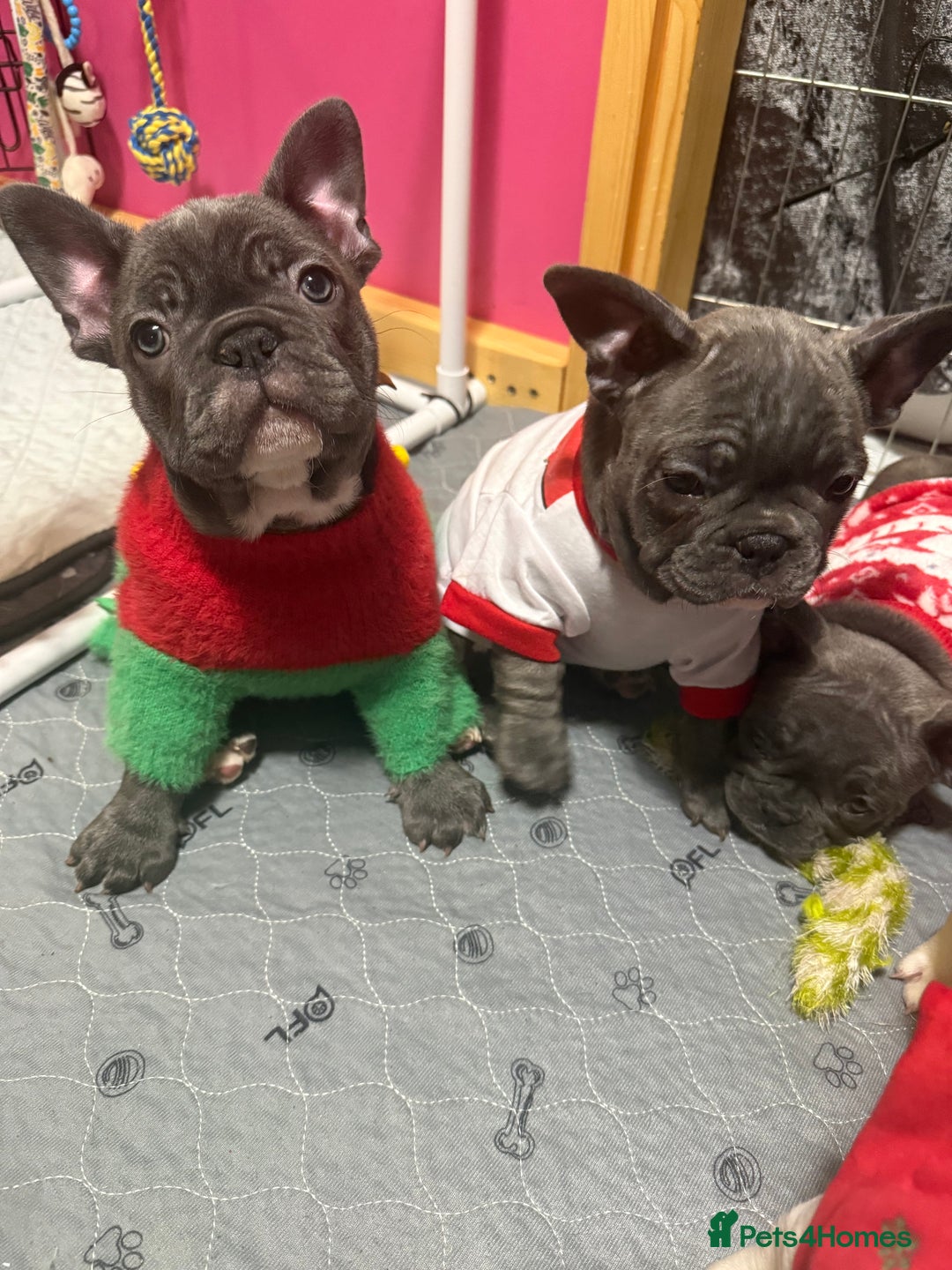 French Bulldog dogs for sale: 5 female French Bulldog –9 weeks old💙 🐾 - Advert 4