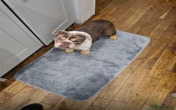 English Bulldog dogs for sale: Beautiful girl looking for a new home  - Image 2