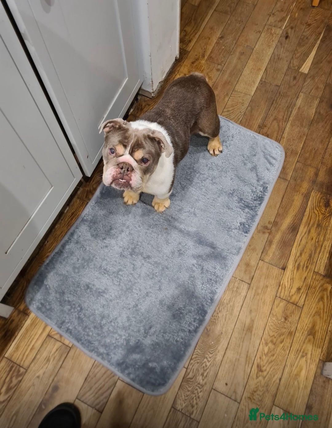 English Bulldog dogs for sale: Beautiful girl looking for a new home  - Image 2