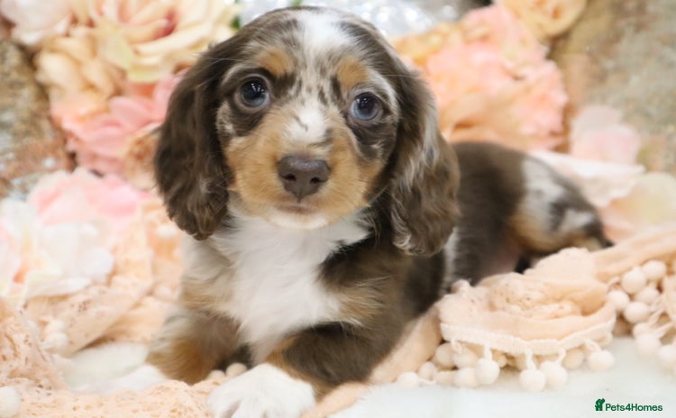 Miniature Dachshund dogs KC Miniature Dachshund Puppies - Advert 13