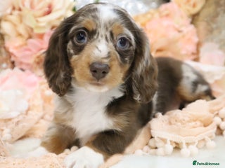 Miniature Dachshund dogs KC Miniature Dachshund Puppies - Advert 1