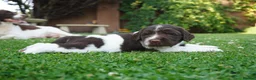 English Springer Spaniel dogs for sale: Beautiful Springer Spaniel Puppies For Sale  - Advert 11
