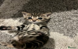 British Shorthair cats for sale: Bengal/Russian Blue/British short hair  - Image 3