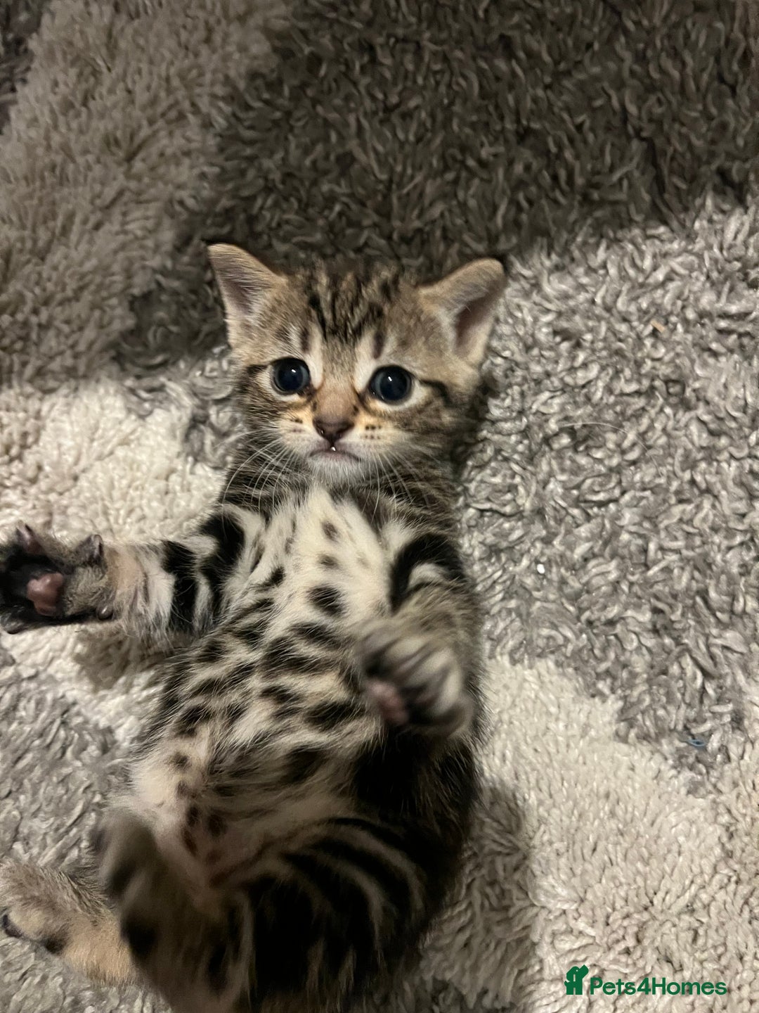 British Shorthair cats for sale: Bengal/Russian Blue/British short hair  - Image 3