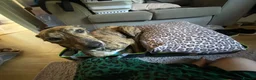 Lurcher dogs for sale: Beautiful 1 year old boy in Cradley Heath - Advert 9