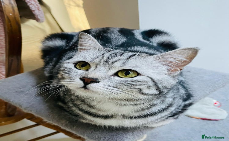British Shorthair cats in Stoke-on-Trent - Advert 16