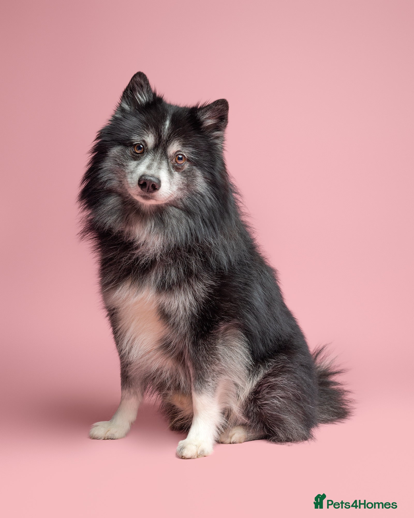 Pomsky dogs Pomsky for Stud - Advert 1